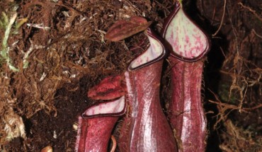 Lower pitchers of Nepenthes pudica under a moss mat. Image credit: Dančák et al., doi: 10.3897/phytokeys.201.82872.