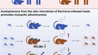 Zhang et al. observed that Aedes mosquitoes preferred to seek and feed on mice infected by dengue and Zika viruses. Image credit: Zhang et al., doi: 10.1016/j.cell.2022.05.016.