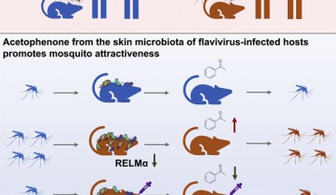Zhang et al. observed that Aedes mosquitoes preferred to seek and feed on mice infected by dengue and Zika viruses. Image credit: Zhang et al., doi: 10.1016/j.cell.2022.05.016.