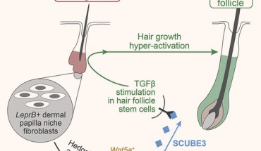 Liu et al. show that in normal mouse skin, Scube3 is expressed only in dermal papillae of growing, but not in resting follicles. SCUBE3 protein microinjection is sufficient to induce new hair growth, and pharmacological TGF-β inhibition rescues mutant hair hyper-activation phenotype. Moreover, dermal-papilla-enriched expression of SCUBE3 and its growth-activating effect are partially conserved in human scalp hair follicles. Image credit: Liu et al., doi: 10.1016/j.devcel.2022.06.005.
