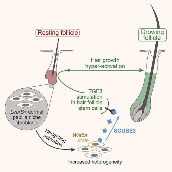 Liu et al. show that in normal mouse skin, Scube3 is expressed only in dermal papillae of growing, but not in resting follicles. SCUBE3 protein microinjection is sufficient to induce new hair growth, and pharmacological TGF-β inhibition rescues mutant hair hyper-activation phenotype. Moreover, dermal-papilla-enriched expression of SCUBE3 and its growth-activating effect are partially conserved in human scalp hair follicles. Image credit: Liu et al., doi: 10.1016/j.devcel.2022.06.005.