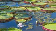 https://cdn.sci.news/images/2022/07/image_10968-Victoria-boliviana.jpg