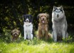 Pinchak et al. offer suggestive evidence of crime deterrent benefits of local street monitoring and dog presence and call attention to the contribution of pets to other facets of neighborhood social organization. Image credit: Marta Reinartz.
