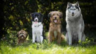 Pinchak et al. offer suggestive evidence of crime deterrent benefits of local street monitoring and dog presence and call attention to the contribution of pets to other facets of neighborhood social organization. Image credit: Marta Reinartz.