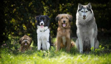 Pinchak et al. offer suggestive evidence of crime deterrent benefits of local street monitoring and dog presence and call attention to the contribution of pets to other facets of neighborhood social organization. Image credit: Marta Reinartz.