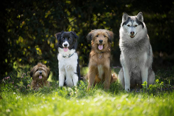 Pinchak et al. offer suggestive evidence of crime deterrent benefits of local street monitoring and dog presence and call attention to the contribution of pets to other facets of neighborhood social organization. Image credit: Marta Reinartz.