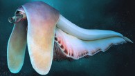 Life reconstruction of Balhuticaris voltae. Image credit: Hugo Salais.