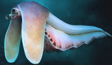 Life reconstruction of Balhuticaris voltae. Image credit: Hugo Salais.