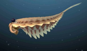 Reconstruction of a pair of Stanleycaris hirpex. Image credit: Sabrina Cappelli, Royal Ontario Museum.