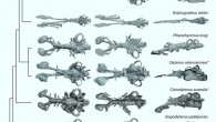 Paleozoic lungfish endocasts in dorsal, ventral, and left lateral views. Image credit: Clement et al., doi: 10.7554/eLife.73461.