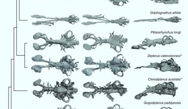 Paleozoic lungfish endocasts in dorsal, ventral, and left lateral views. Image credit: Clement et al., doi: 10.7554/eLife.73461.
