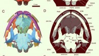 Reconstruction of cranium and lower jaw of Marmorerpeton wakei. Image credit: Jones et al., doi: 10.1073/pnas.2114100119.