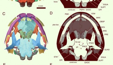 Reconstruction of cranium and lower jaw of Marmorerpeton wakei. Image credit: Jones et al., doi: 10.1073/pnas.2114100119.