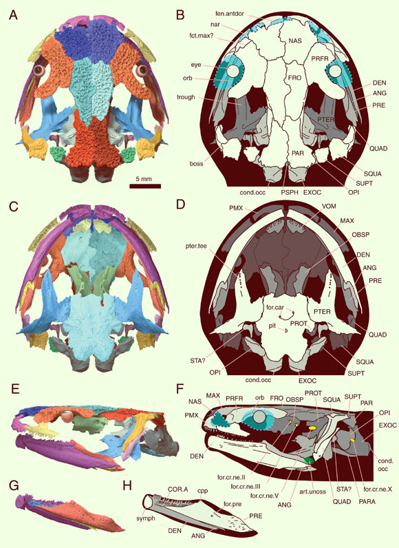 Reconstruction of cranium and lower jaw of Marmorerpeton wakei. Image credit: Jones et al., doi: 10.1073/pnas.2114100119.