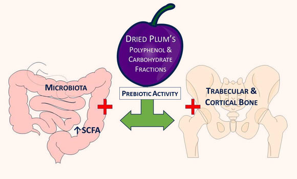Smith et al. investigated the contribution of polyphenol and carbohydrate components of dried plums on a bone model of postmenopausal osteoporosis to explore their prebiotic activity. Image credit: Smith et al., doi: 10.3390/nu14091685.