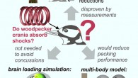 Van Wassenbergh et al. found that woodpecker heads behave very stiffly during pecking impacts. Image credit: Van Wassenbergh et al., doi: 10.1016/j.cub.2022.05.052.