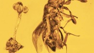 Holotype of Plukenetia minima adjacent to the encyrtid wasp Hambletonia dominicana in Dominican amber. Scale bar - 0.6 mm. Image credit: Poinar Jr., doi: 10.1080/08912963.2022.2086053.