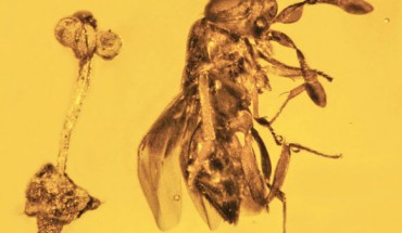 Holotype of Plukenetia minima adjacent to the encyrtid wasp Hambletonia dominicana in Dominican amber. Scale bar - 0.6 mm. Image credit: Poinar Jr., doi: 10.1080/08912963.2022.2086053.