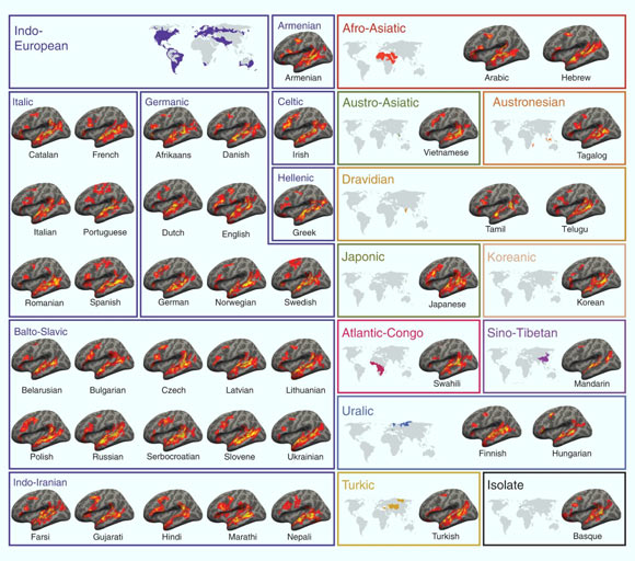 The language network in native speakers of diverse languages. Image credit: Malik-Moraleda et al., doi: 10.1038/s41593-022-01114-5.