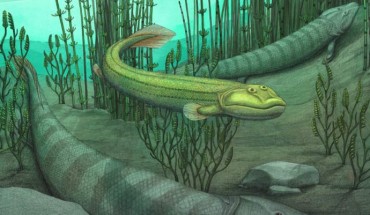 An artist’s reconstruction of Qikiqtania wakei (center) in the water with its larger cousin, Tiktaalik roseae. Image credit: Alex Boersma.