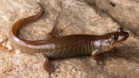 Desmognathus gvnigeusgwotli in life, from Straight Fork, Great Smoky Mountains, North Carolina. Image credit: Todd Pierson, Kennesaw State University.