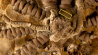 Ausichicrinites zelenskyyi. Image credit: Salamon et al., doi: 10.1098/rsos.220345.