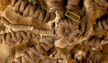Ausichicrinites zelenskyyi. Image credit: Salamon et al., doi: 10.1098/rsos.220345.