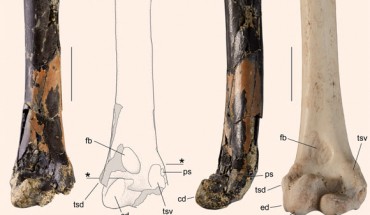The wing bone of the Bannockburn swan (Notochen bannockburnensis). Scale bars - 20 mm. Image credit: Worthy et al., doi: 10.11646/zootaxa.5168.1.3.