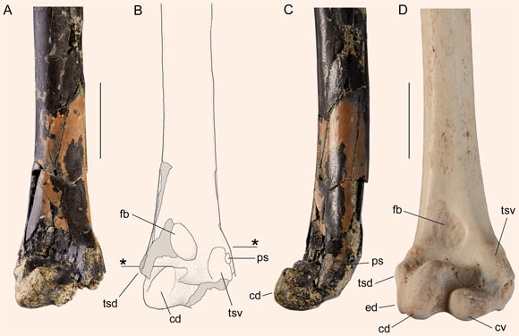 The wing bone of the Bannockburn swan (Notochen bannockburnensis). Scale bars - 20 mm. Image credit: Worthy et al., doi: 10.11646/zootaxa.5168.1.3.