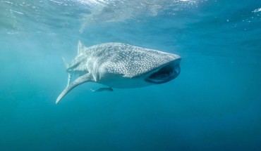 The whale shark (Rhincodon typus). Image credit: Andre Rerekura, Whaleshark Research.
