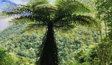 Alsophila spinulosa. Image credit: Quanzi Li.
