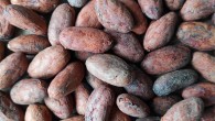 Bapir et al. confirm that cocoa can decrease blood pressure and arterial stiffness in everyday life when elevated within the normal range. Image credit: Sci-News.com.