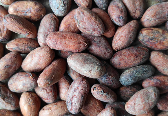 Bapir et al. confirm that cocoa can decrease blood pressure and arterial stiffness in everyday life when elevated within the normal range. Image credit: Sci-News.com.