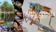 LifeGate 2022 combines up-to-date phylogenetic knowledge with a graphical display of the richness and aesthetics of life on Earth. Image credit: Martin Freiberg / Leipzig University.
