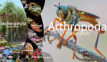 LifeGate 2022 combines up-to-date phylogenetic knowledge with a graphical display of the richness and aesthetics of life on Earth. Image credit: Martin Freiberg / Leipzig University.