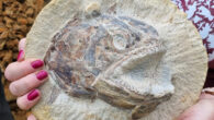 The 183-million-year-old fossilized skull of Pachycormus. Image credit: Dean Lomax.