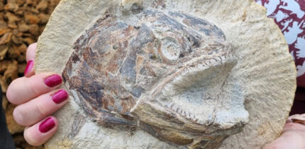 The 183-million-year-old fossilized skull of Pachycormus. Image credit: Dean Lomax.