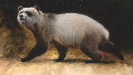 Life reconstruction of Agriarctos nikolovi. Image credit: Velizar Simeonovski.