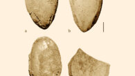 Citrullus seeds from Uan Muhuggiag, Libya. Scale bar - 1 mm. Image credit: A. Bieniek.
