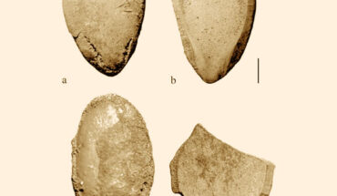 Citrullus seeds from Uan Muhuggiag, Libya. Scale bar - 1 mm. Image credit: A. Bieniek.