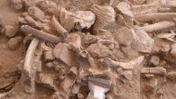 This mix of ribs, broken cranial bones, a molar, bone fragments, and stone cobbles is a refuse pile from the butchered mammoths; it was preserved beneath the adult mammoth’s skull and tusks at the site of Hartley in New Mexico, the United States. Image credit: Timothy Rowe / University of Texas at Austin.