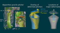 Mechanisms of Nepenthes gracilis. Image credit: Anne-Kristin Lenz & Ulrike Bauer, doi: 10.1098/rsbl.2022.0106.