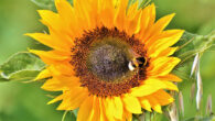 Gibbons et al. showed that bumblebees are capable of modifying their response to noxious stimuli in order to get a higher sugar reward. Image credit: Ralphs Fotos.