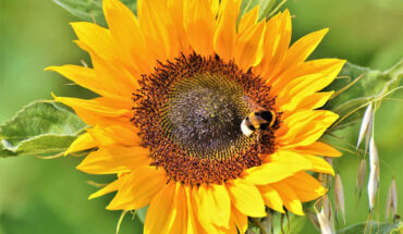 Gibbons et al. showed that bumblebees are capable of modifying their response to noxious stimuli in order to get a higher sugar reward. Image credit: Ralphs Fotos.