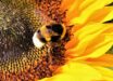 Gibbons et al. showed that bumblebees are capable of modifying their response to noxious stimuli in order to get a higher sugar reward. Image credit: Ralphs Fotos.
