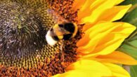 Gibbons et al. showed that bumblebees are capable of modifying their response to noxious stimuli in order to get a higher sugar reward. Image credit: Ralphs Fotos.