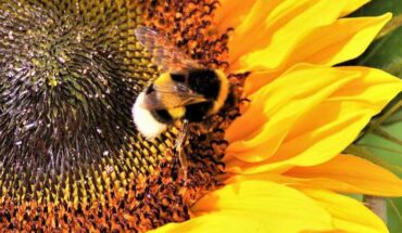 Gibbons et al. showed that bumblebees are capable of modifying their response to noxious stimuli in order to get a higher sugar reward. Image credit: Ralphs Fotos.