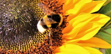 Gibbons et al. showed that bumblebees are capable of modifying their response to noxious stimuli in order to get a higher sugar reward. Image credit: Ralphs Fotos.