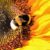 Gibbons et al. showed that bumblebees are capable of modifying their response to noxious stimuli in order to get a higher sugar reward. Image credit: Ralphs Fotos.