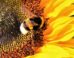 Gibbons et al. showed that bumblebees are capable of modifying their response to noxious stimuli in order to get a higher sugar reward. Image credit: Ralphs Fotos.